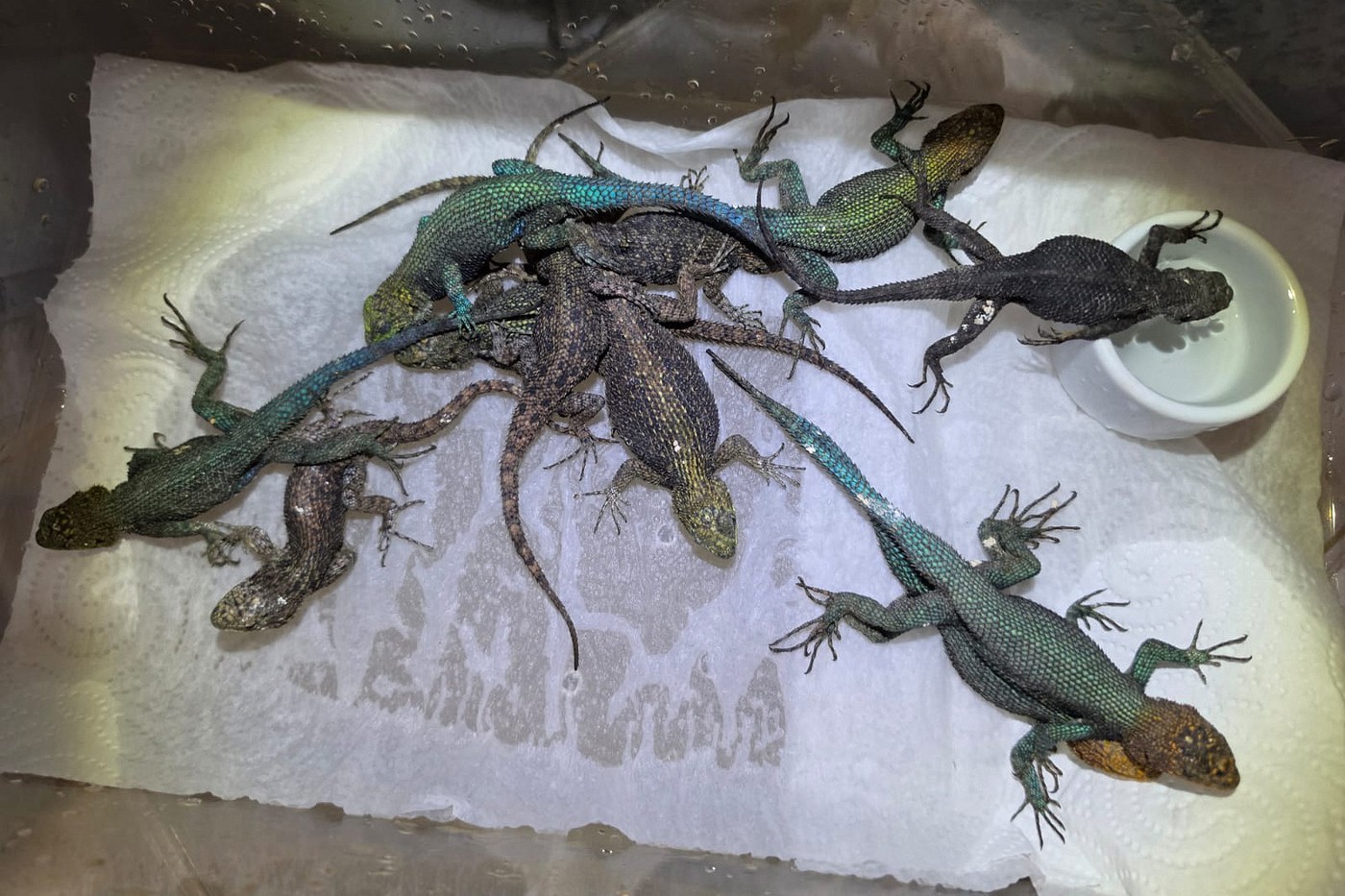 Confiscarea a aproape 100 de reptile în Germania: un turist mexican a încercat să contrabandeze șerpi veninoși