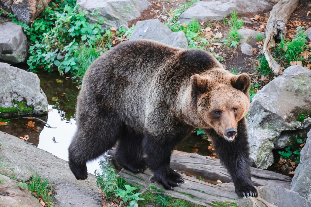 Femeie atacată de urs în Covasna în timp ce își ducea copilul la școală. Primarul amenință cu împușcarea animalelor