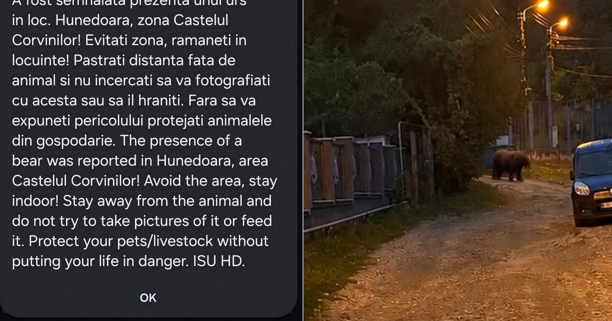 Ursul care a provocat panică în Hunedoara, lângă Castelul Corvinilor. Autoritățile au intervenit
