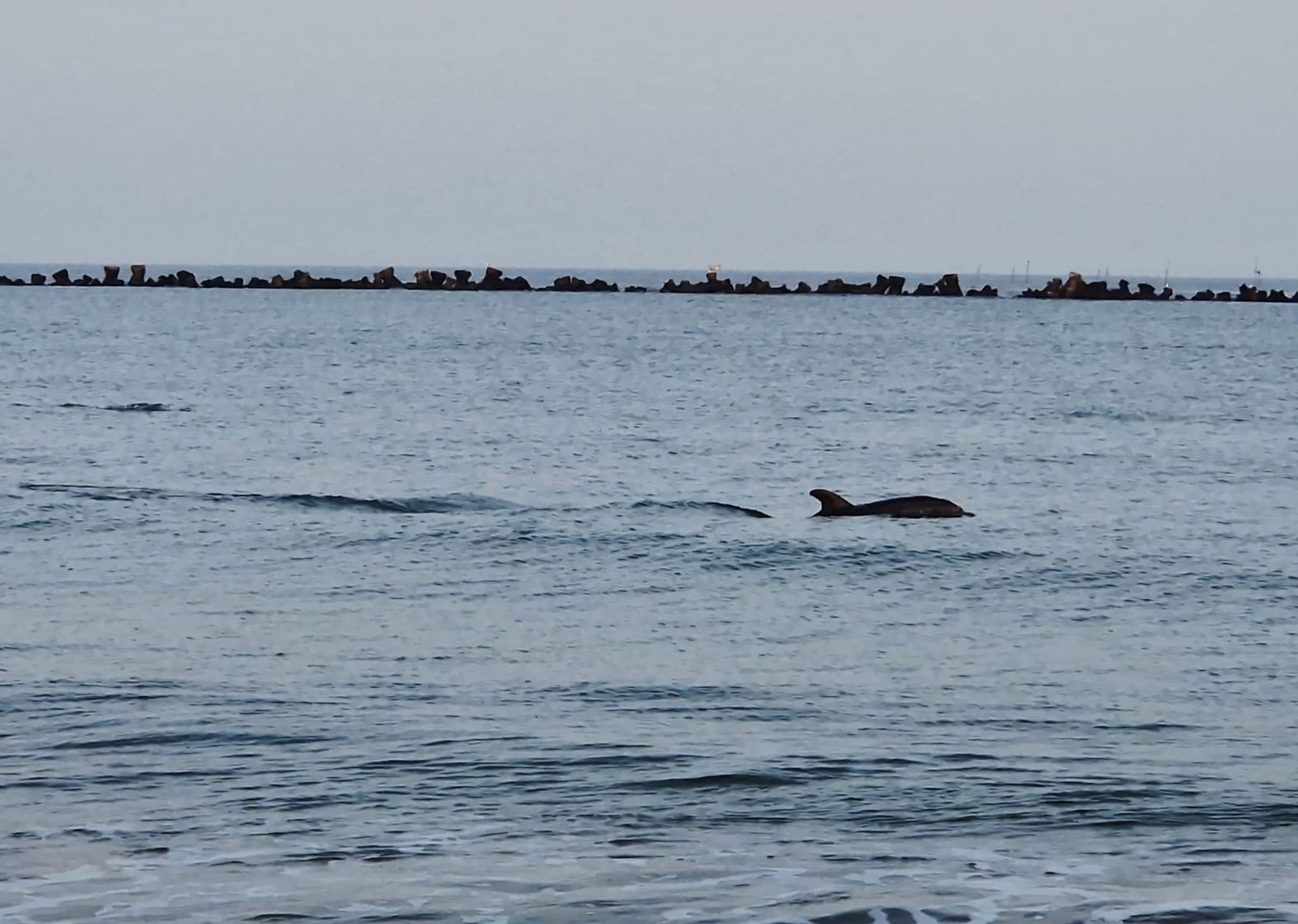Un tânăr a intervenit pentru a salva un delfin eșuat pe o plajă din Eforie