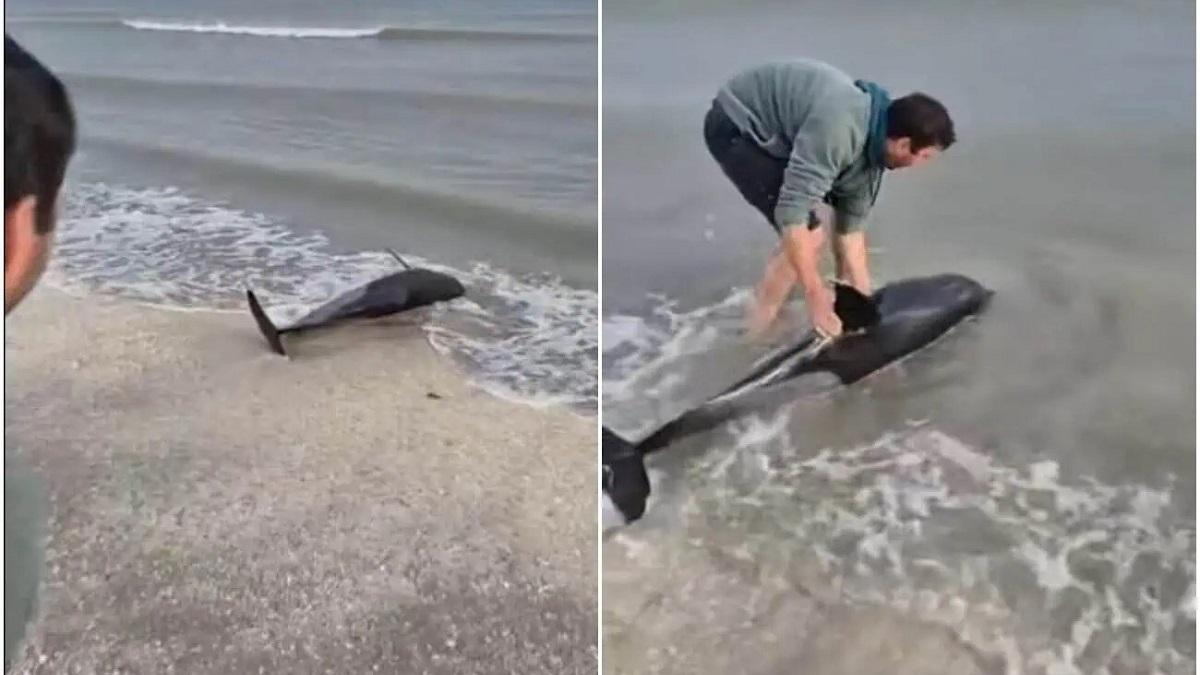 Un tânăr a salvat un delfin eșuat pe o plajă din Eforie