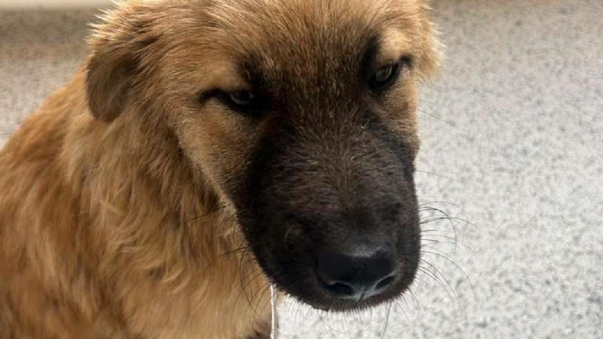 Un bărbat din Sadu a fost reținut pentru schinguire: a aruncat un cățel într-un sac în râul Sadu
