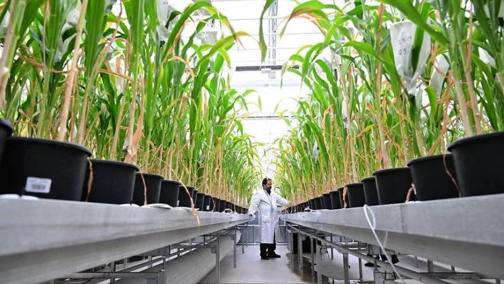 Tehnologia nucleară transformă agricultura și securitatea alimentară, conform AIEA