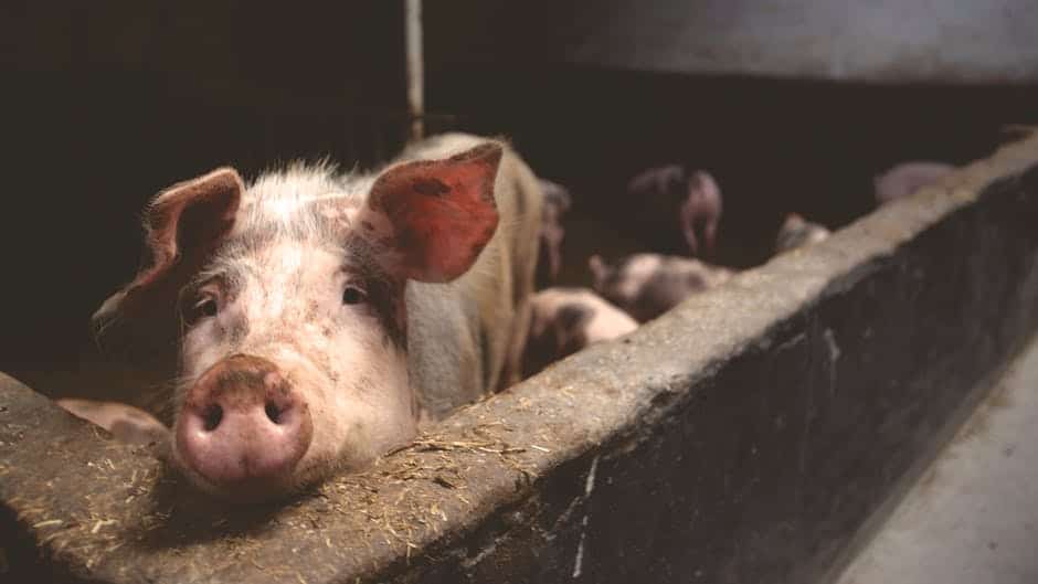 Tăierea porcilor în avans în comuna Mircea Vodă, din Constanța, din cauza riscului de pestă porcină