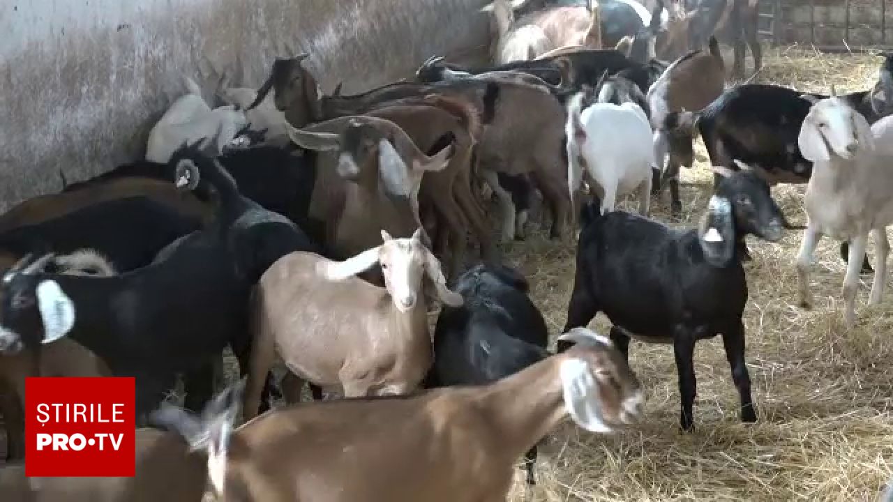 Nouă rasă de capre dezvoltată în Botoșani: rezultate superioare la capitolul lapte și carne