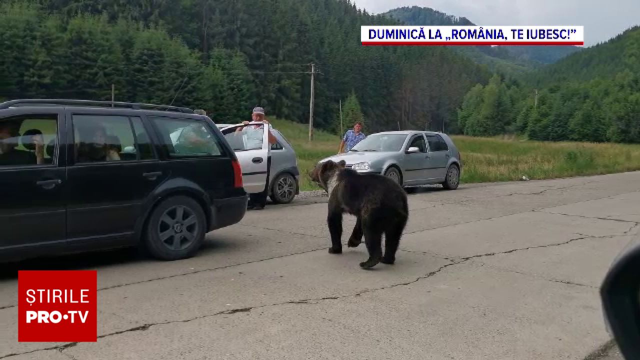 Ursul brun își extinde habitatul către zonele antropice. Cum se schimbă comportamentul acestor animale