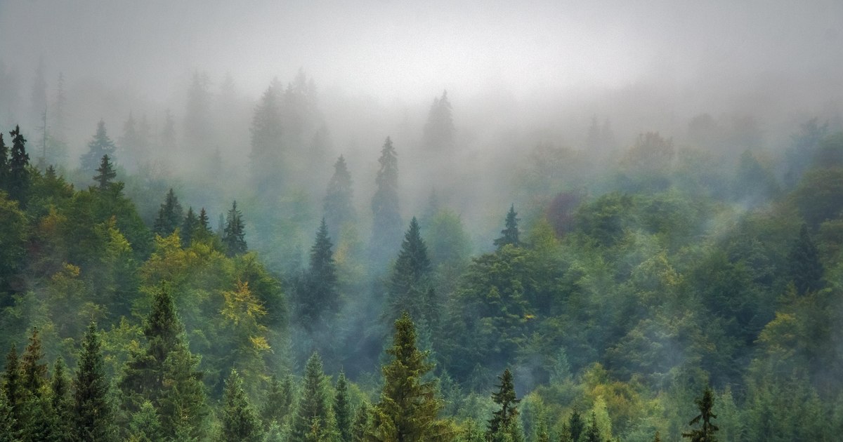 Google este obligat să oprească lucrările în Finlanda după defrișări ilegale pentru centre de date