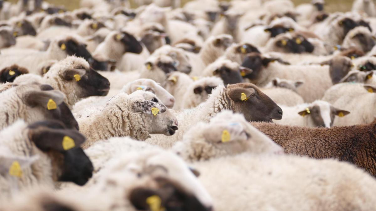Campania de vaccinare de urgență a ovinelor și caprinelor începe anticipat în Constanța și Tulcea