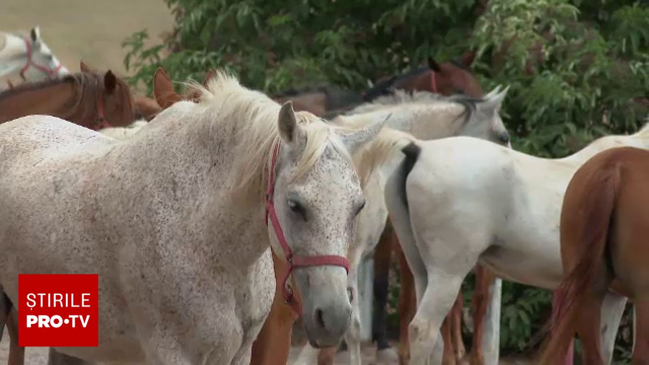 Târg de animale din Suceava: doi oameni au fost răniți de cai