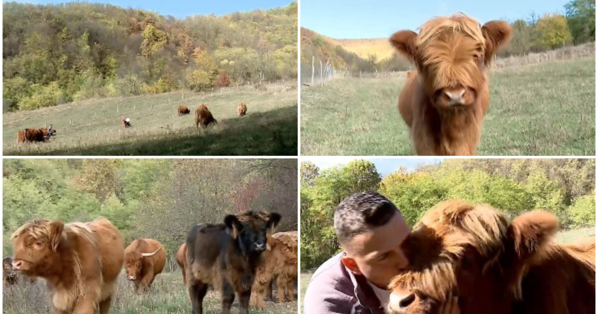 Vaci din rasa Highland transformă o fermă din Maramureș într-o atracție turistică