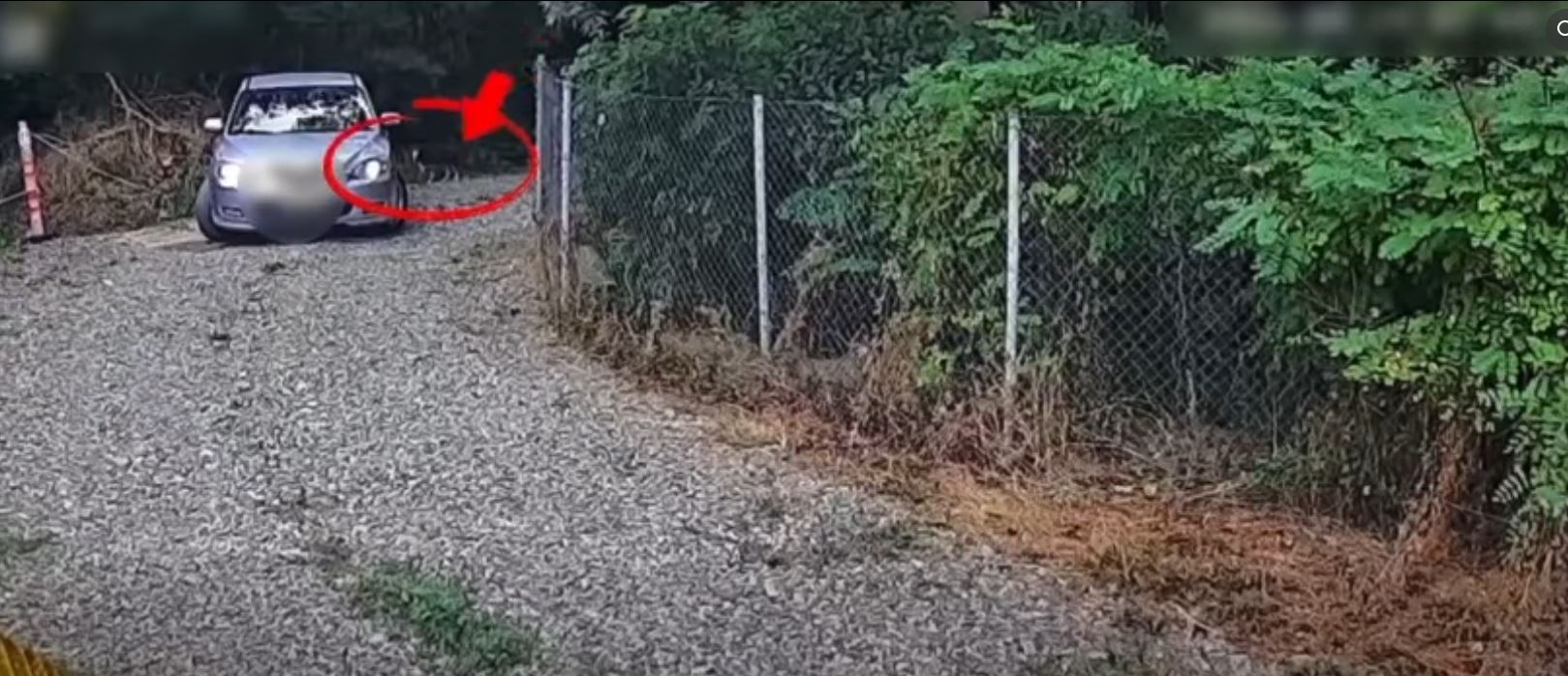 Un bărbat de 65 de ani a fost amendat cu 12.000 de lei pentru abandonarea unui câine în Tomești