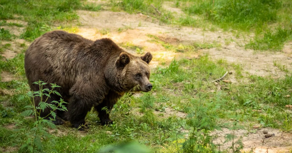 Urs semnalat pe străzile din Rădășeni și Fălticeni. Autoritățile au emis alerte RO-Alert în Suceava