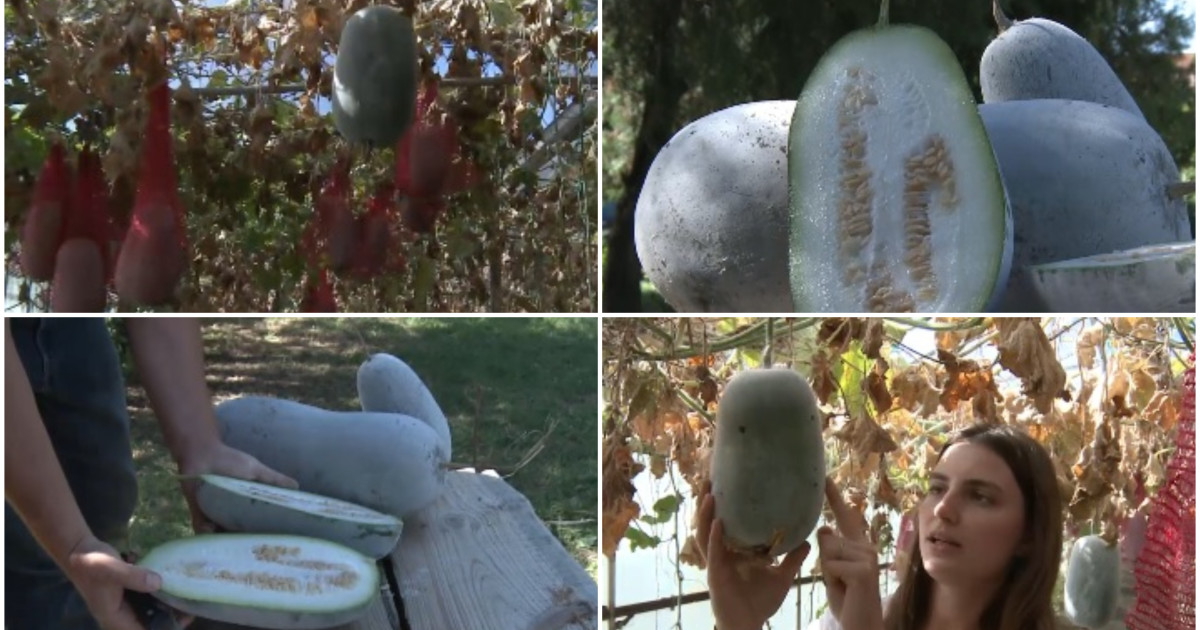 Pepenele de iarnă, cunoscut și sub numele de dovlecel de ceară, intră în piețe după recoltarea din serele din Buzău