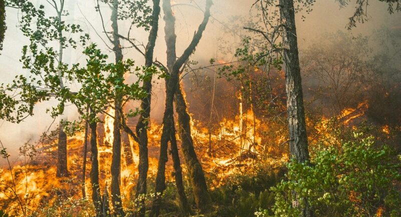 Incendiu de pădure în zona Mănăstirii Boia, județul Vâlcea. Intervin 22 de pompieri