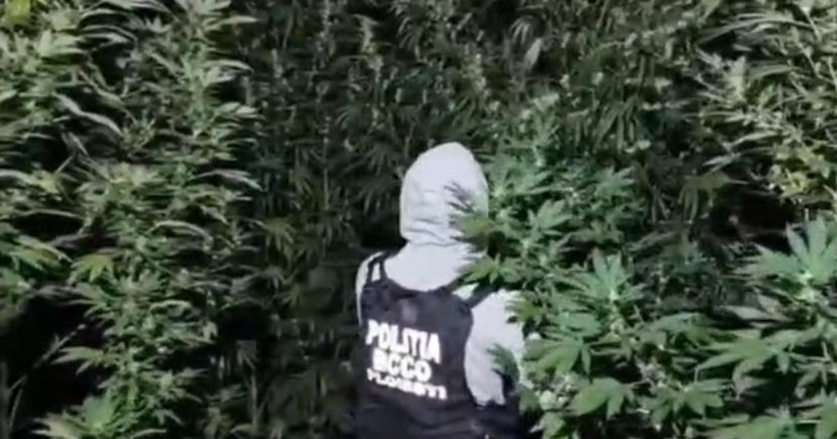 Trafic de droguri în pădure, lângă Crevedia: doi bărbați de 37 de ani au fost arestați preventiv