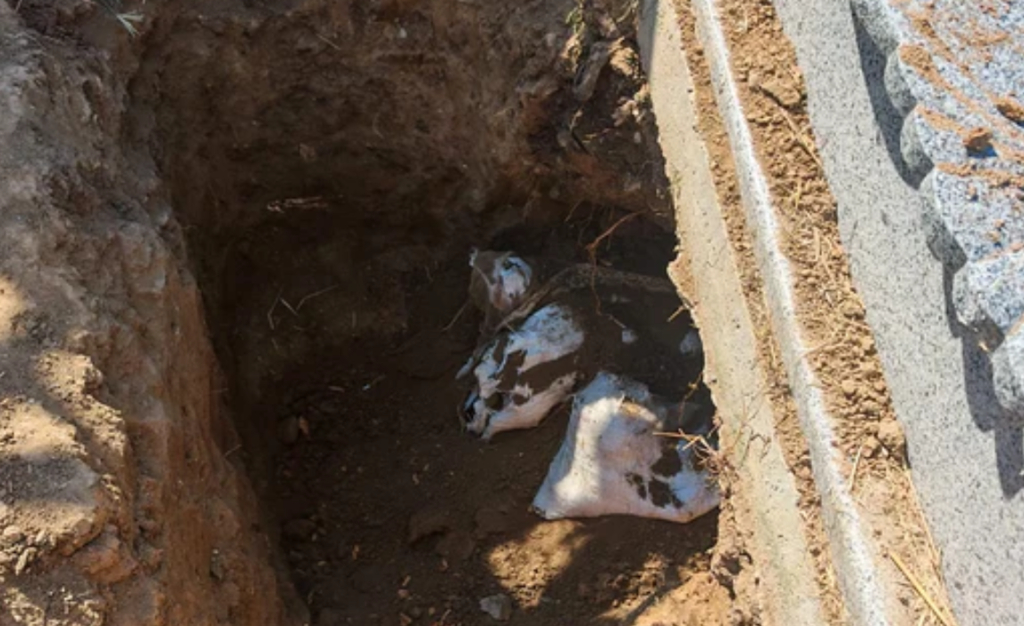 Ancheta pentru descoperirea osemintelor în cimitirul din Slatina: patru persoane au fost audiate