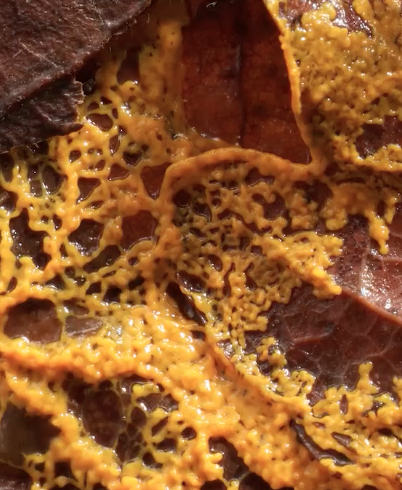 Physarum polycephalum: organismul fără creier care poate găsi trasee eficiente și poate simula memoria