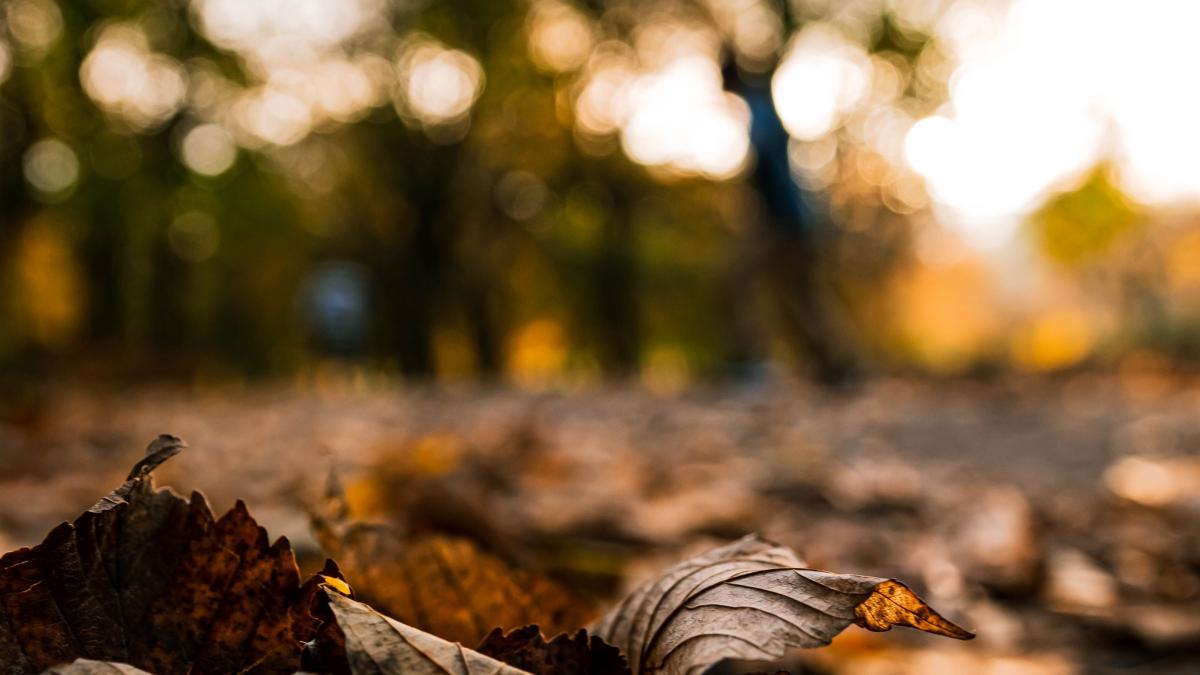Prognoza ANM pentru luna octombrie: Temperaturi peste normal și deficit de precipitații