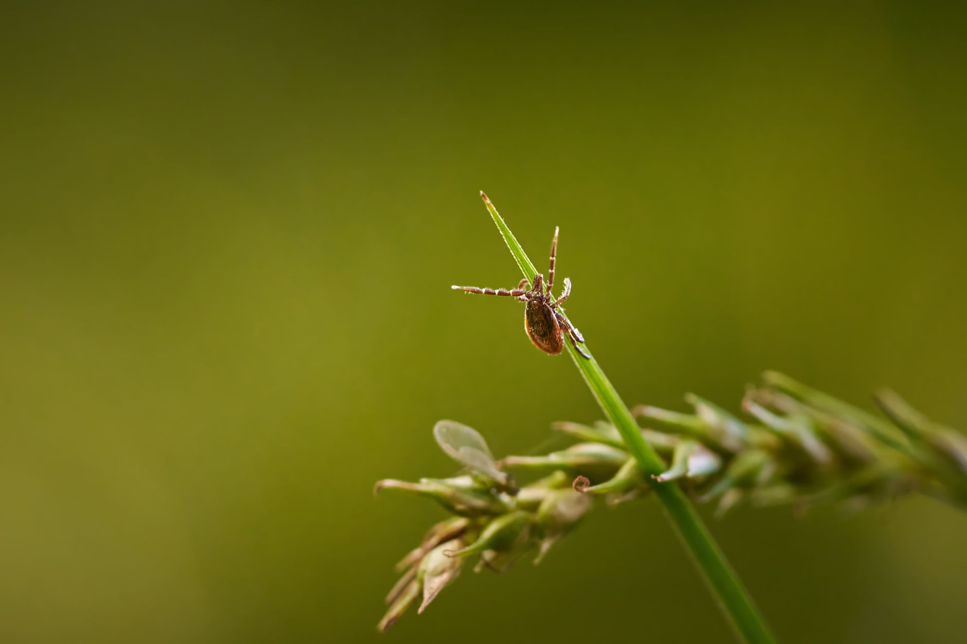 Încălzirea planetei extinde zonele de risc pentru bolile transmise de căpușe și țânțari
