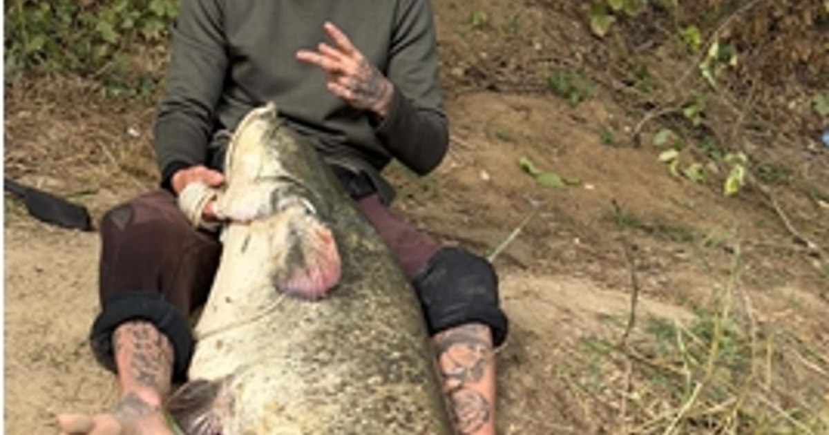 Captură spectaculoasă pe Someș: un pescar din Zalău a prins un somn de 65 de kilograme