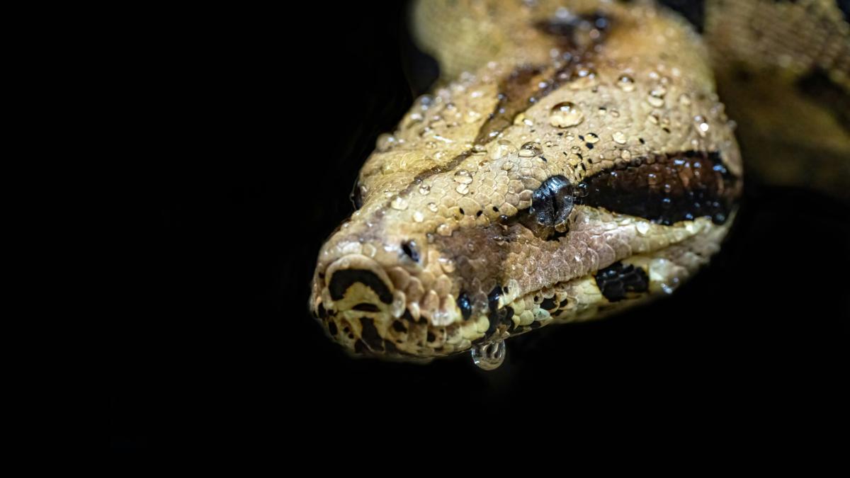 Controverse la Grădina Zoologică din Sibiu după hrănirea unui piton cu un iepure viu