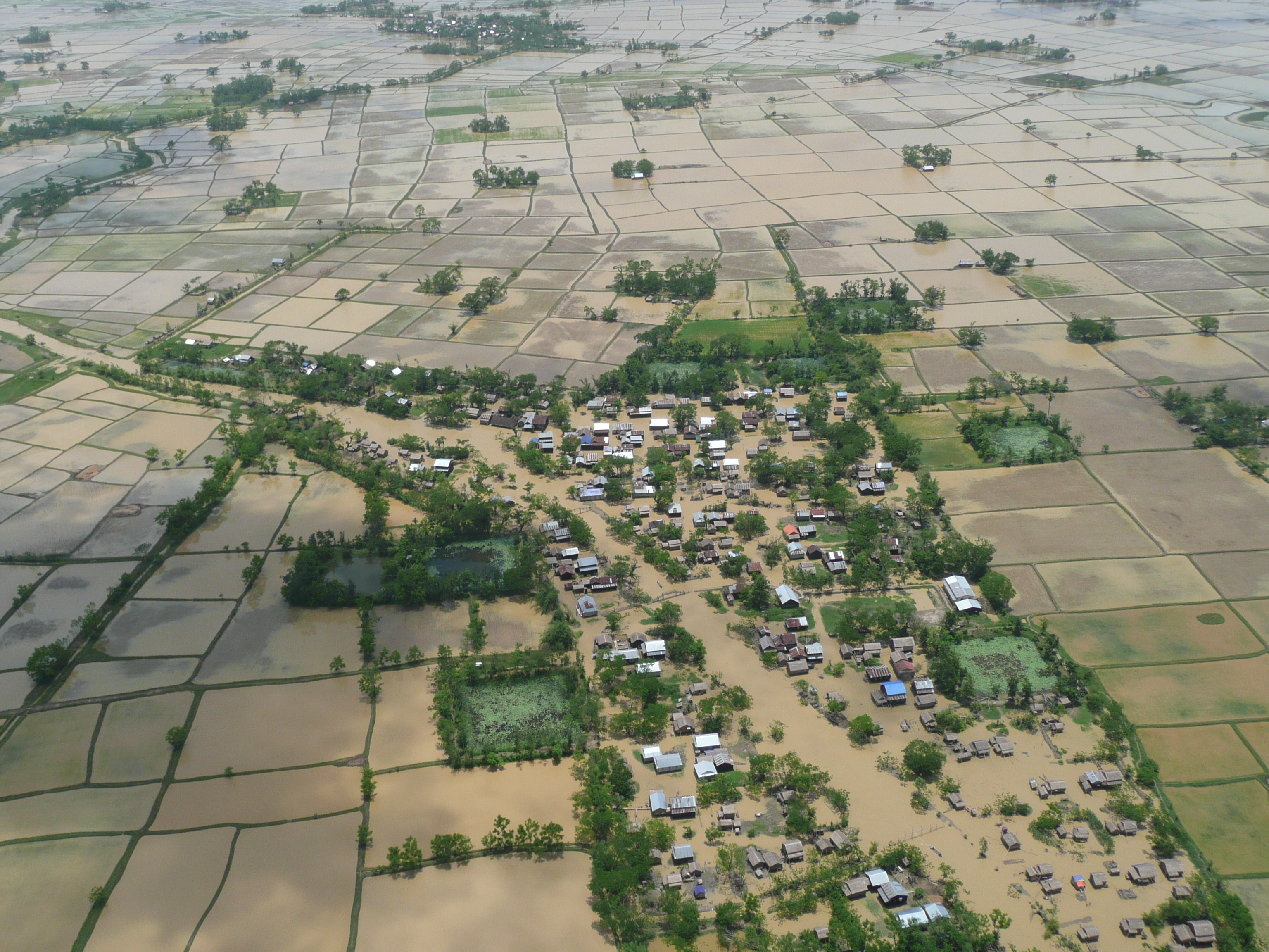 Experiment agricol în Olanda: Fermierii înlocuiesc pășunile cu orez pentru a proteja solul