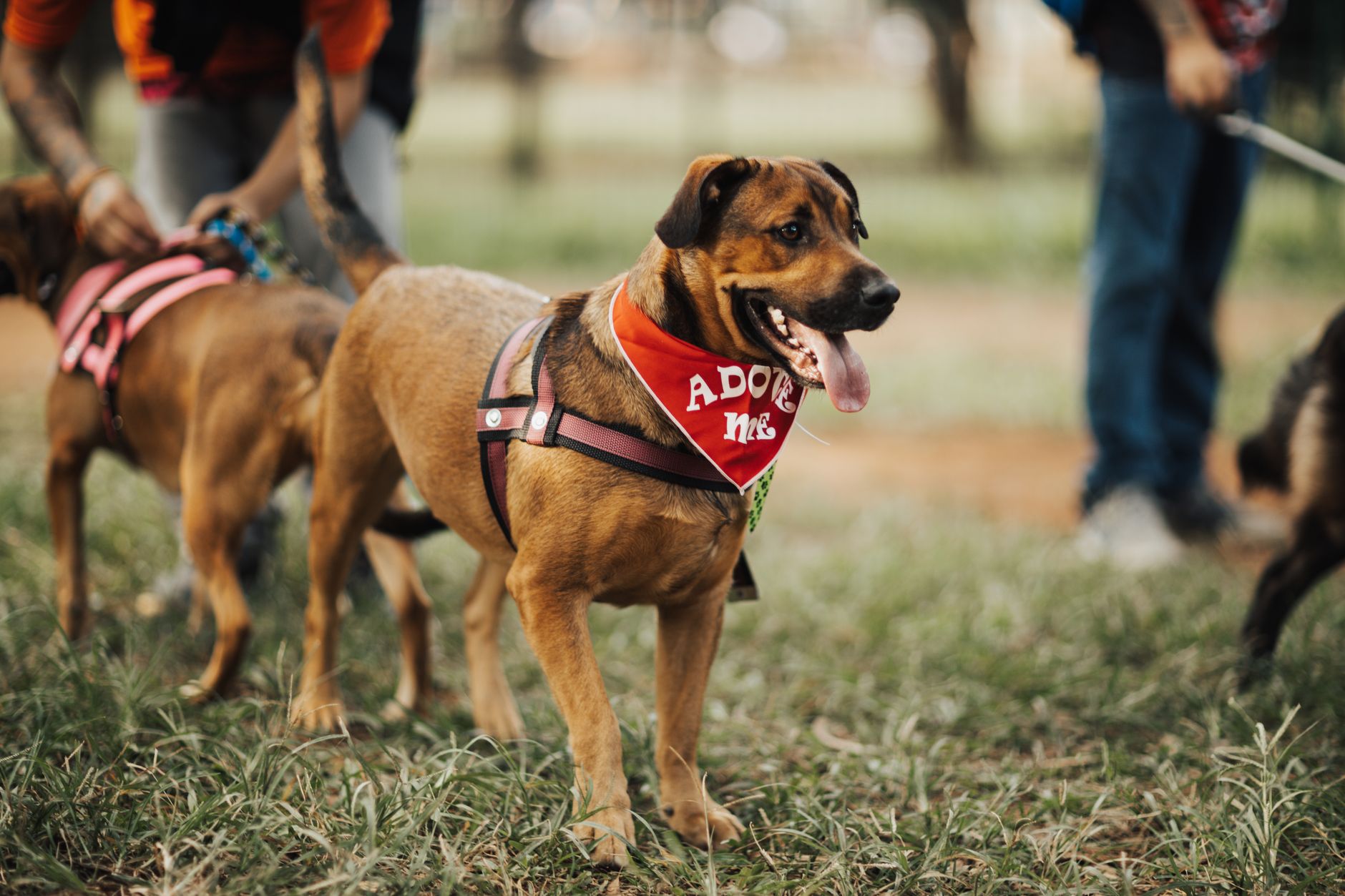 Noua platformă Mars Adoption Hub facilitează procesul de adopție a animalelor de companie