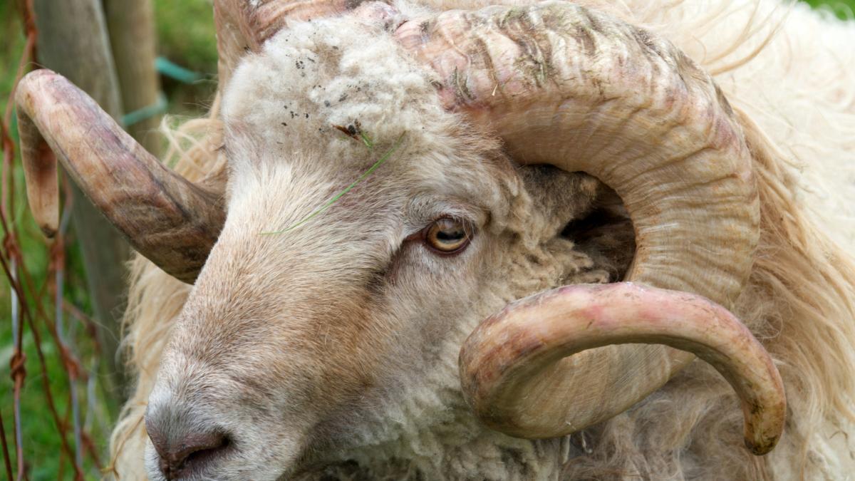 O femeie de 82 de ani a ajuns în comă după ce a fost împunsă de un berbec în Bistrița-Năsăud