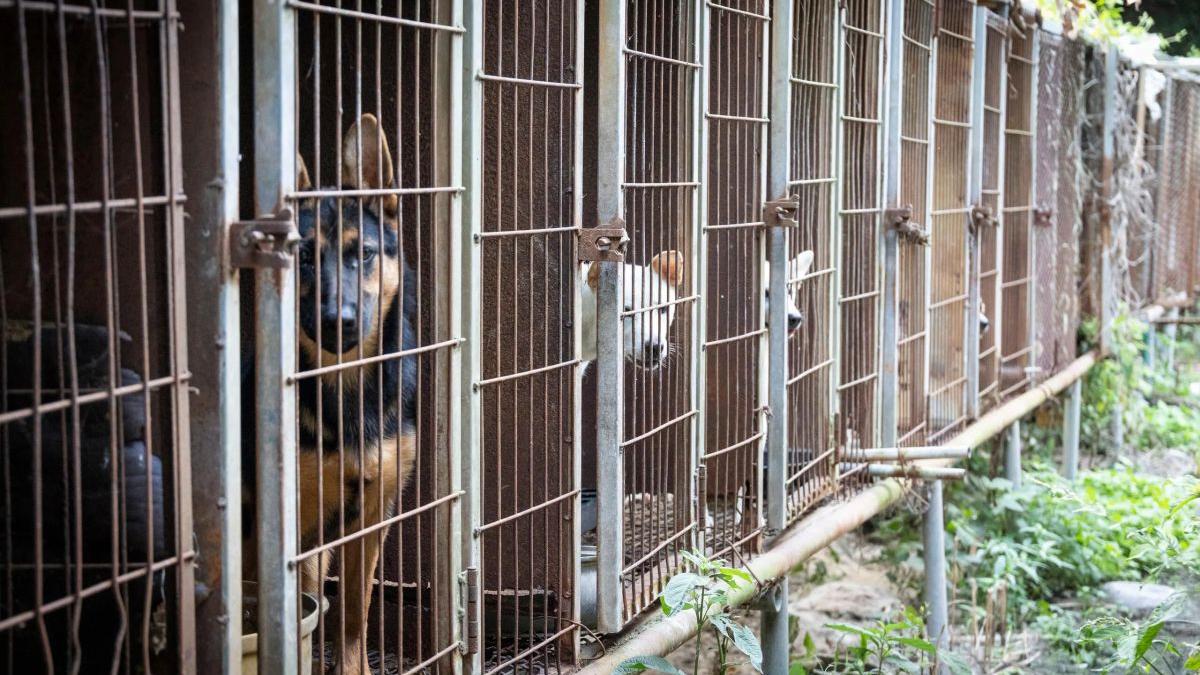 Coreea de Sud: 70 de câini salvați dintr-o fermă de consum înainte de interdicția industriei