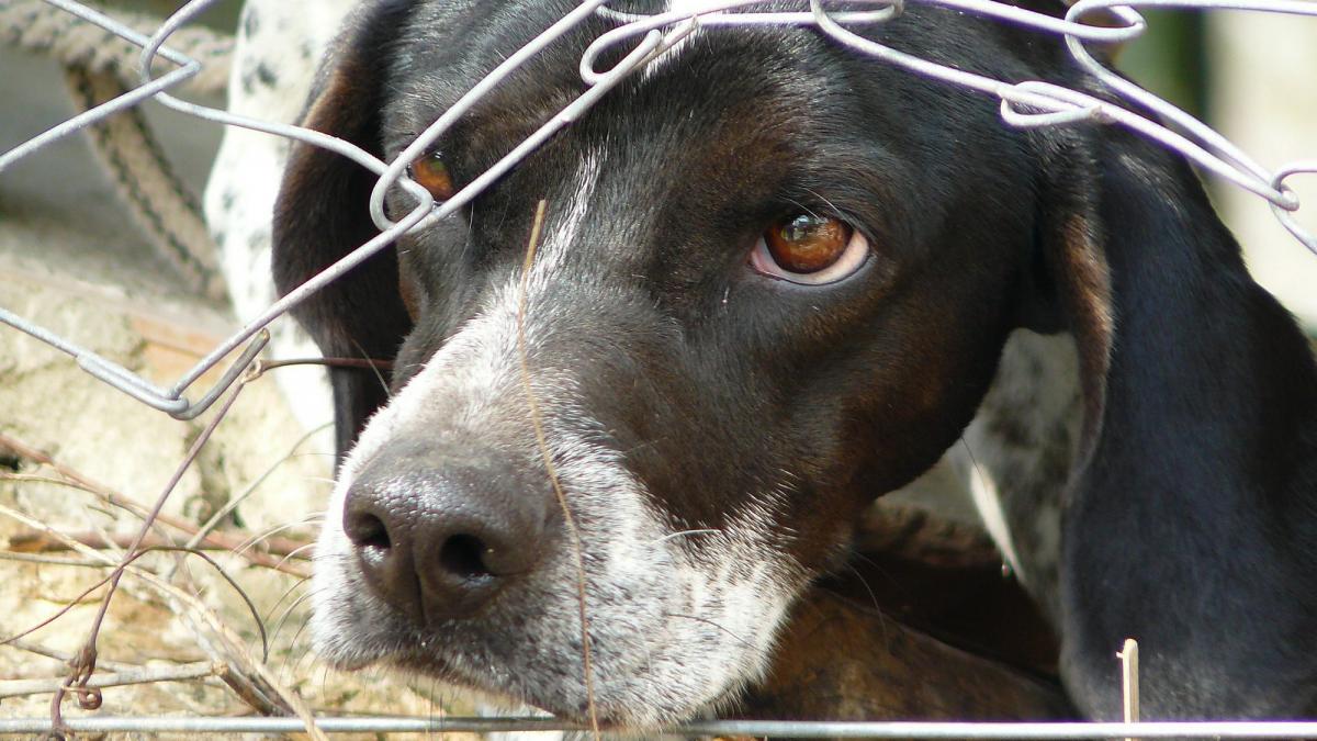 Protest masiv în București pentru protecția animalelor de Ziua Internațională a Animalelor
