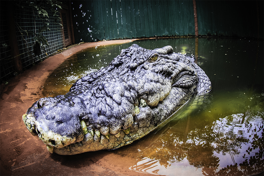 Un bărbat din Singapore riscă 10 ani de închisoare pentru o fotografie falsă cu un crocodil generată de AI