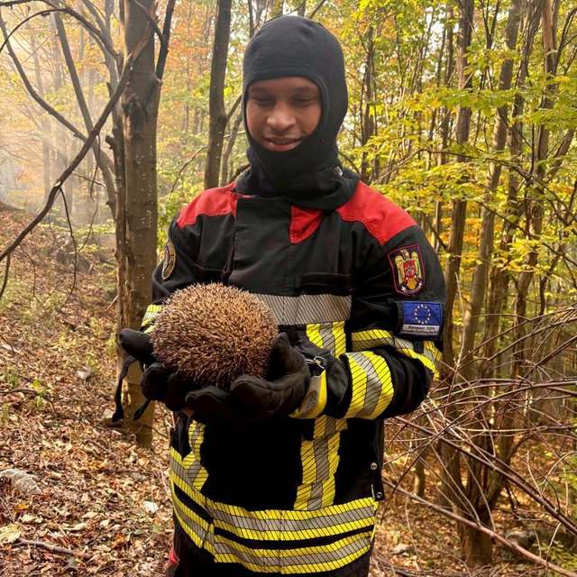 Arici salvat de la moarte într-un incendiu de vegetație a devenit cunoscut sub numele de Sonic