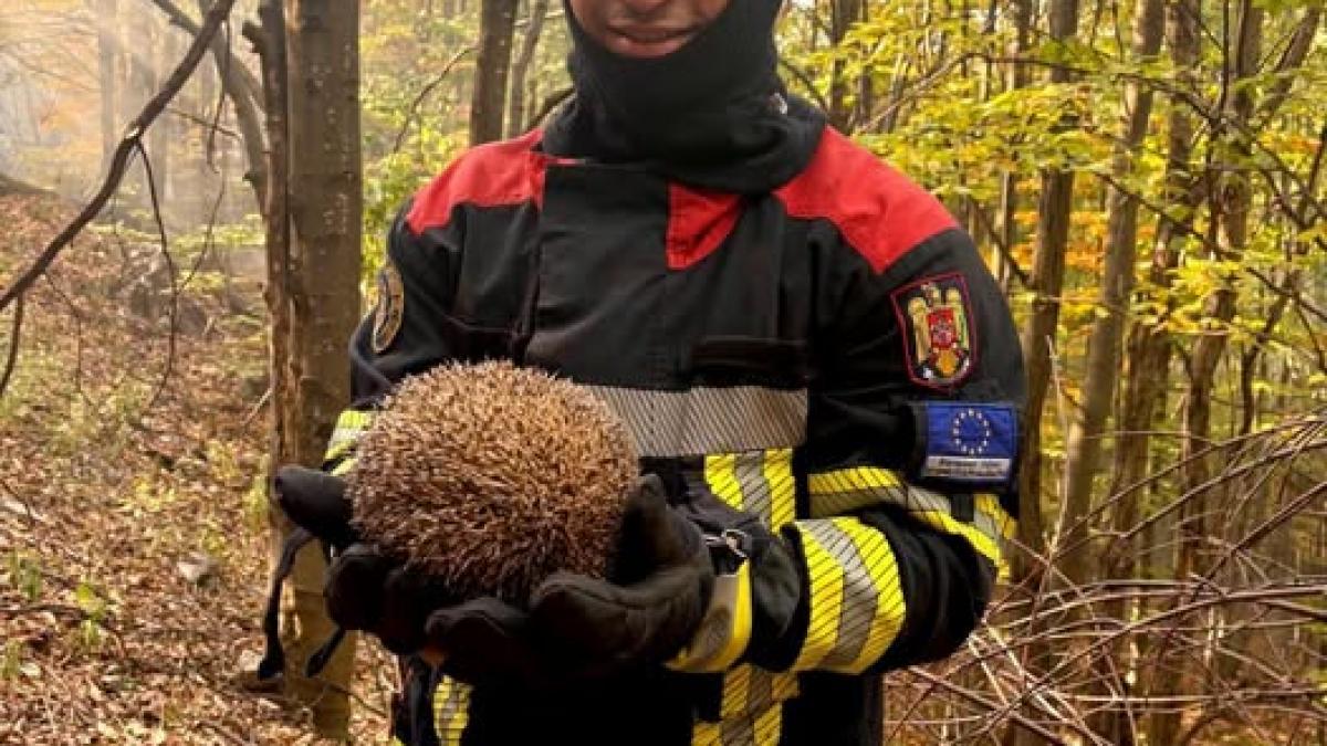 Un pui de arici a fost salvat de un pompier în timpul unui incendiu de vegetație din Parcul Național Domogled