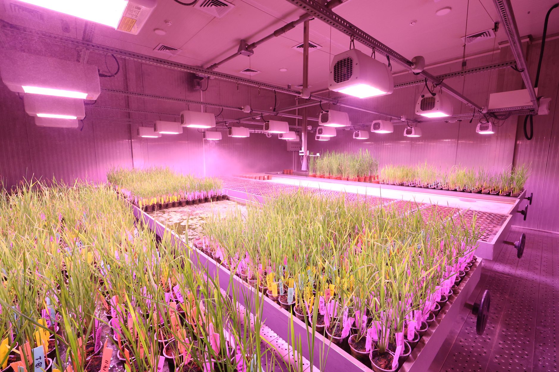 Vylor și Rainbow Crops colaborează pentru dezvoltarea de hibrizi de porumb prin editare genetică și IA