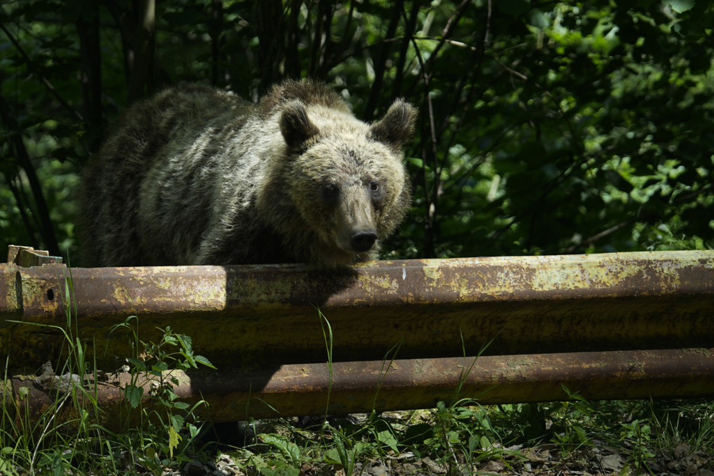 Atac violent cu trei urși în Hunedoara: un sătean a fost salvat de un grup de turiști