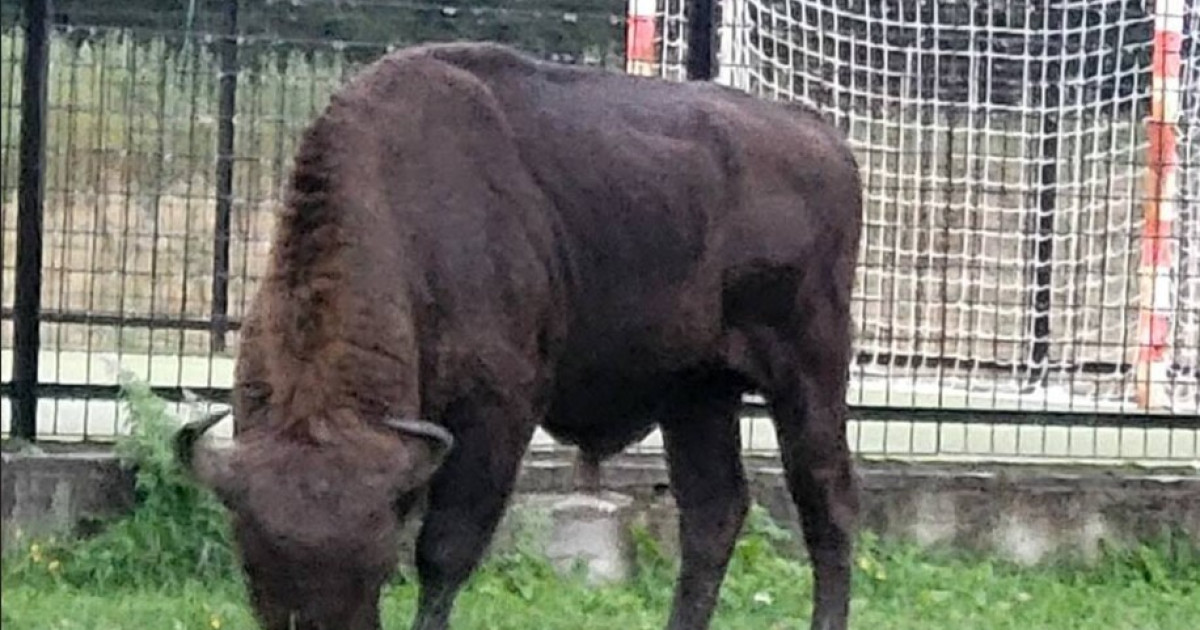 Zimbru protejat de peste 800 de kilograme găsit mort și decapitat în Bistrița-Năsăud