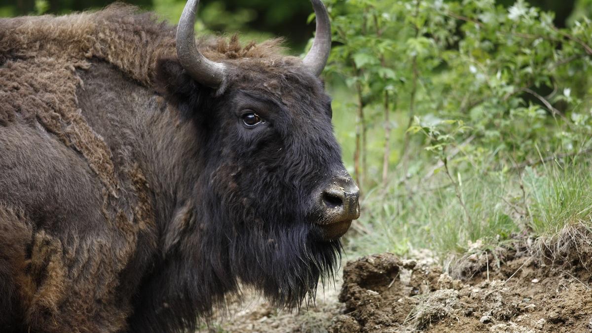 Zimbru decapitat într-o pădure din Bistrița-Năsăud: Poliția a deschis un dosar penal