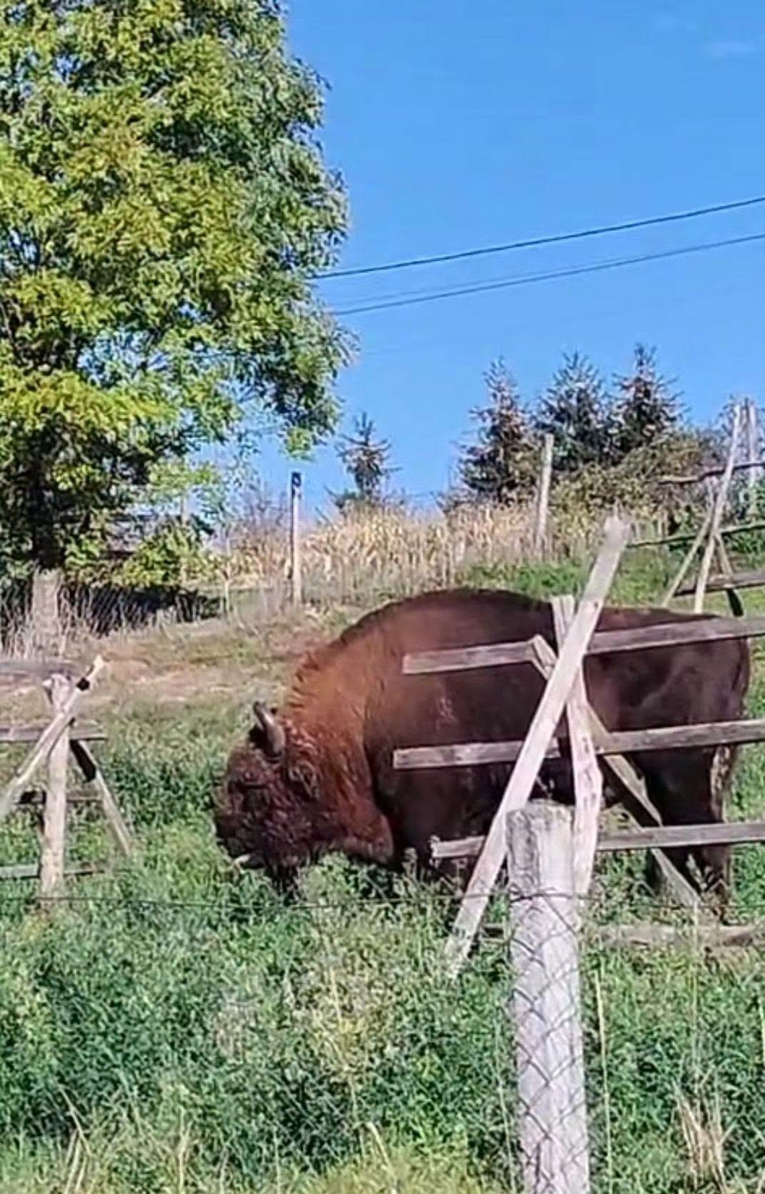 Zimbru de aproape o tonă găsit decapitat în Bistrița-Năsăud. Poliția a deschis un dosar penal