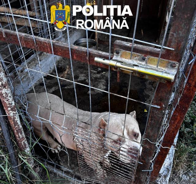 Descoperire de animale în condiții improprii în Timiș: polițiștii au găsit câini periculoși cu urechile tăiate