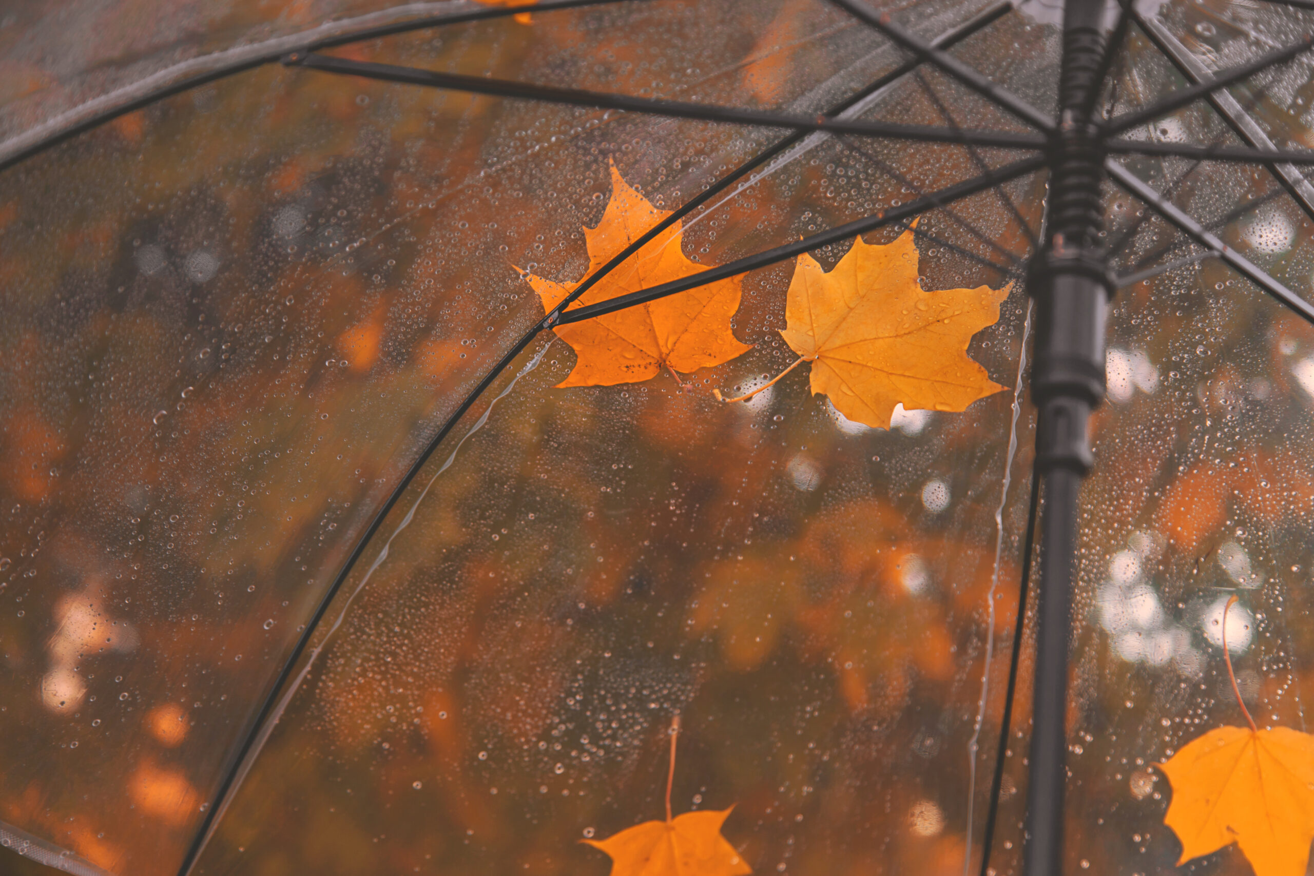 Prognoză meteo pentru săptămâna viitoare: ploi frecvente și temperaturi scăzute în România