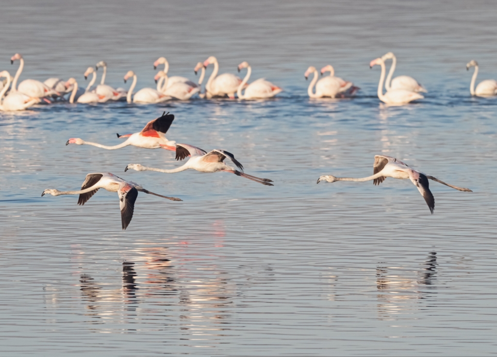 Prezența păsărilor flamingo în România devine tot mai frecventă, avertizează specialiștii