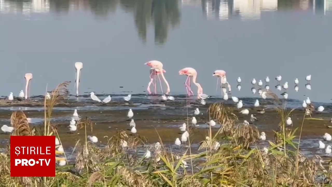 Păsări Flamingo au fost observate pe malul lacului Techirghiol, experții estimează că ar putea deveni rezidente