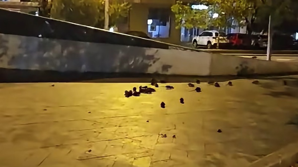 Prezența rozătoarelor în zona Pieței Sfânta Vineri a stârnit reacții în București