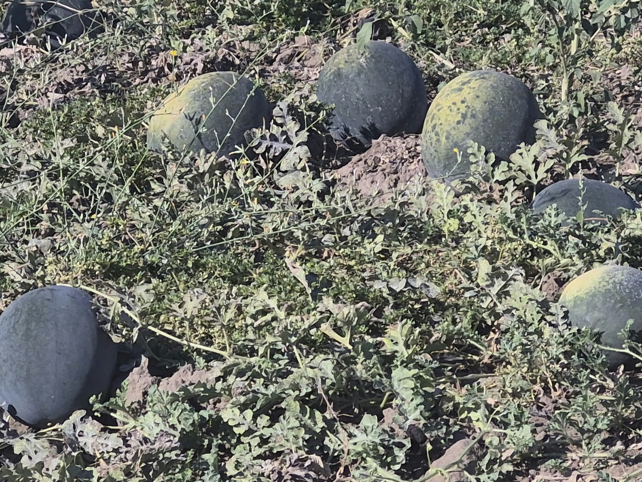 Agricultorii din Dăbuleni recoletează pepeni în a treia tură, dar profitul este insuficient pentru recuperarea investițiilor