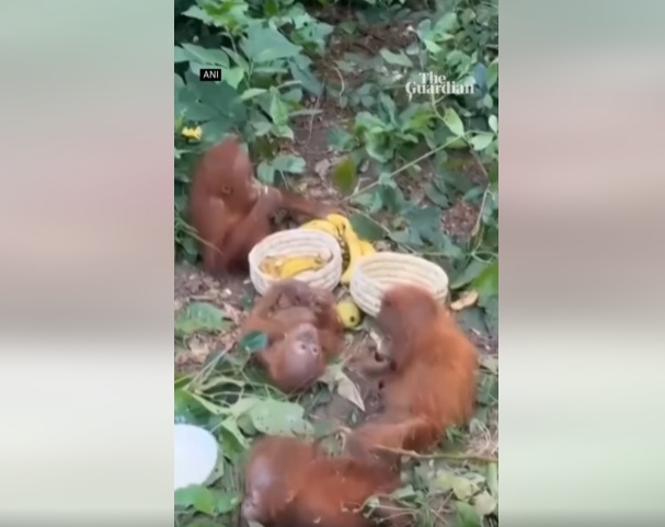 Anchetă pentru traficul de animale după descoperirea a cinci pui de urangutan în India